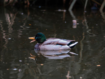Duck swimming in lake