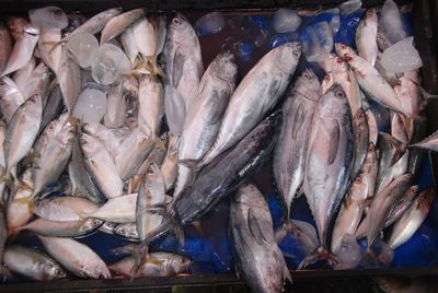 Close-up of fish for sale at market