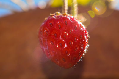 Close-up of strawberry