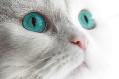 Close-up of cat