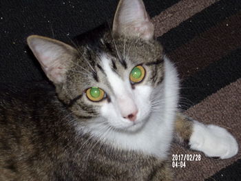 Close-up portrait of cat