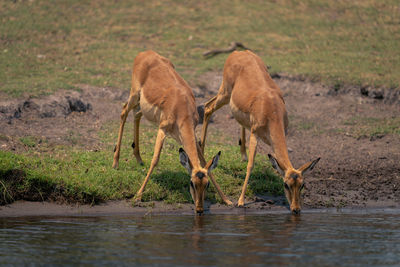 Horse drinking water