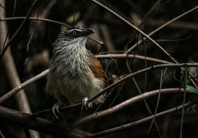 Close-up of bird perching outdoors