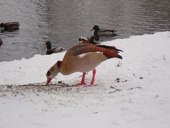 View of birds on beach during winter