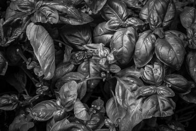 Full frame shot of vegetables