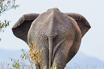 Close-up of elephant