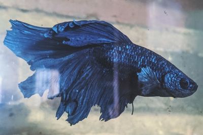 Close-up of fish swimming in sea