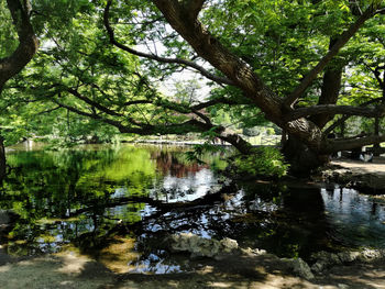 Reflection of trees in lake