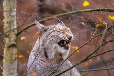 Lynx by plants in forest