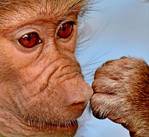 Close-up of monkey looking away