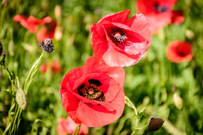 Close-up of red poppy flowers