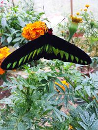 Close-up of butterfly pollinating flower