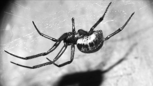 Close-up of spider on web