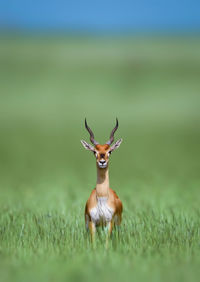 Deer in a field