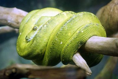 Close-up of green lizard