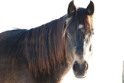 Close-up of a horse