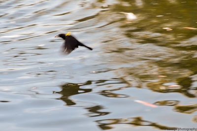 Bird flying over lake