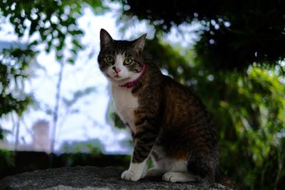 Cat sitting on a tree