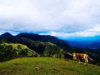 Horses grazing on field against sky