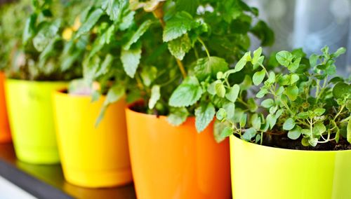 Close-up of potted plant