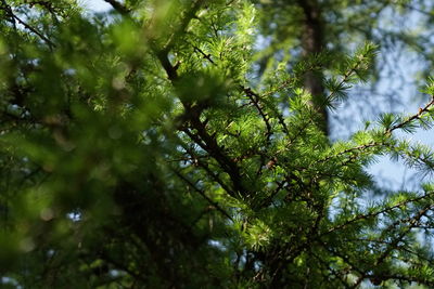 Low angle view of tree leaves in forest
