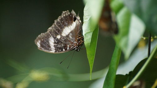 Close-up of butterfly on leaf