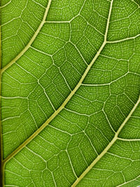 Full frame shot of leaf