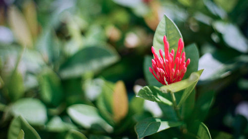 Close-up of red rose flower