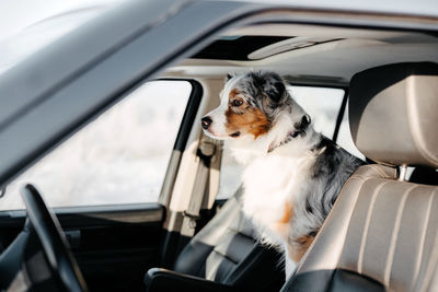 Close-up of dog sitting in car. australian shepherd blue merle. dog looking in car window 