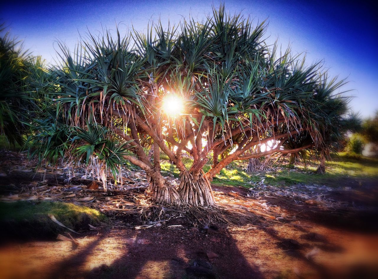sun, tree, sunlight, tranquility, tranquil scene, growth, sunbeam, nature, lens flare, palm tree, clear sky, beauty in nature, sky, scenics, low angle view, tree trunk, sunny, shadow, non-urban scene, blue