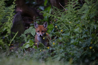 Urban fox cubs emerging from their den and exploring the garden