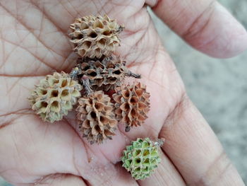 Close-up of hand holding flower