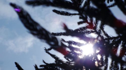 Low angle view of tree against sky