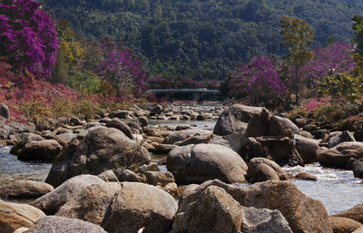View of rocks and plants in river