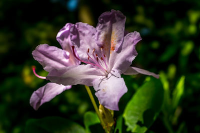 flowering plant