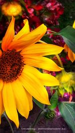 Close-up of yellow flowers