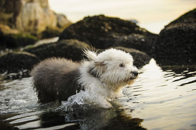 Close-up of dog walking in water at beach 