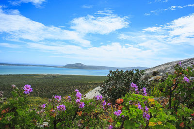 Purple flowering plants by sea against sky