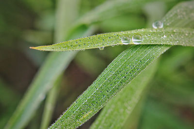 Close-up of wet leaf