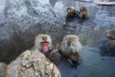 Japanese snow monkeys bathing in hot spring in winter