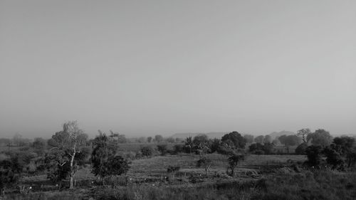 Trees on field against clear sky