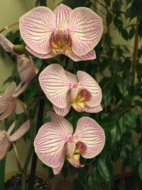 Close-up of pink flowering plant