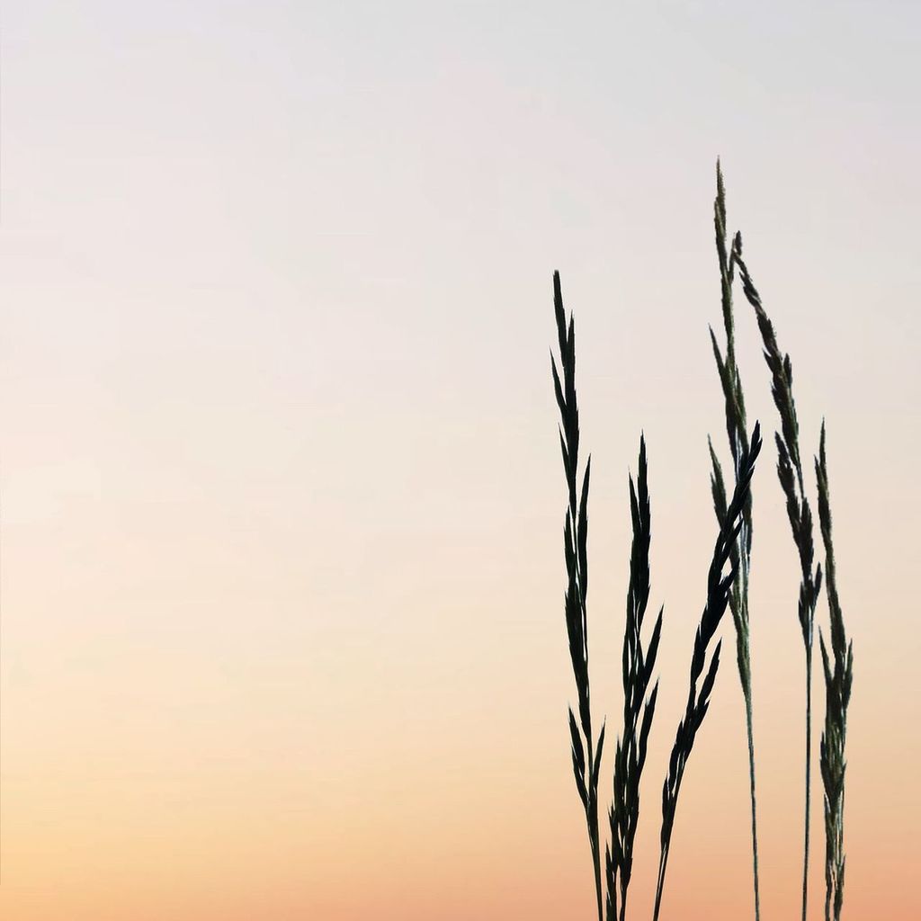 nature, tranquility, growth, clear sky, beauty in nature, sky, sunset, plant, low angle view, tranquil scene, copy space, scenics, no people, outdoors, close-up, dry, branch, field, silhouette, crop