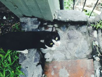 Portrait of cat in back yard