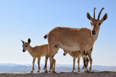 Deer with foals on wall