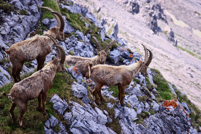 Deer standing on rock