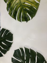 High angle view of green leaves on table