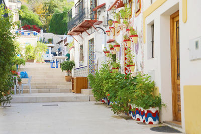 Potted plants outside building