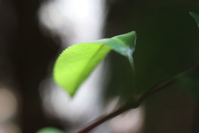 Close-up of plant growing outdoors