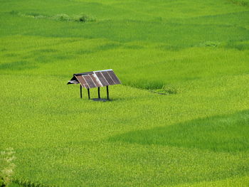 Umbrella on field